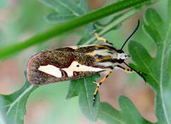 Aegocera