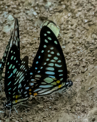 Graphium chironides