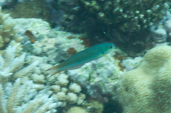 Thalassoma amblycephalus