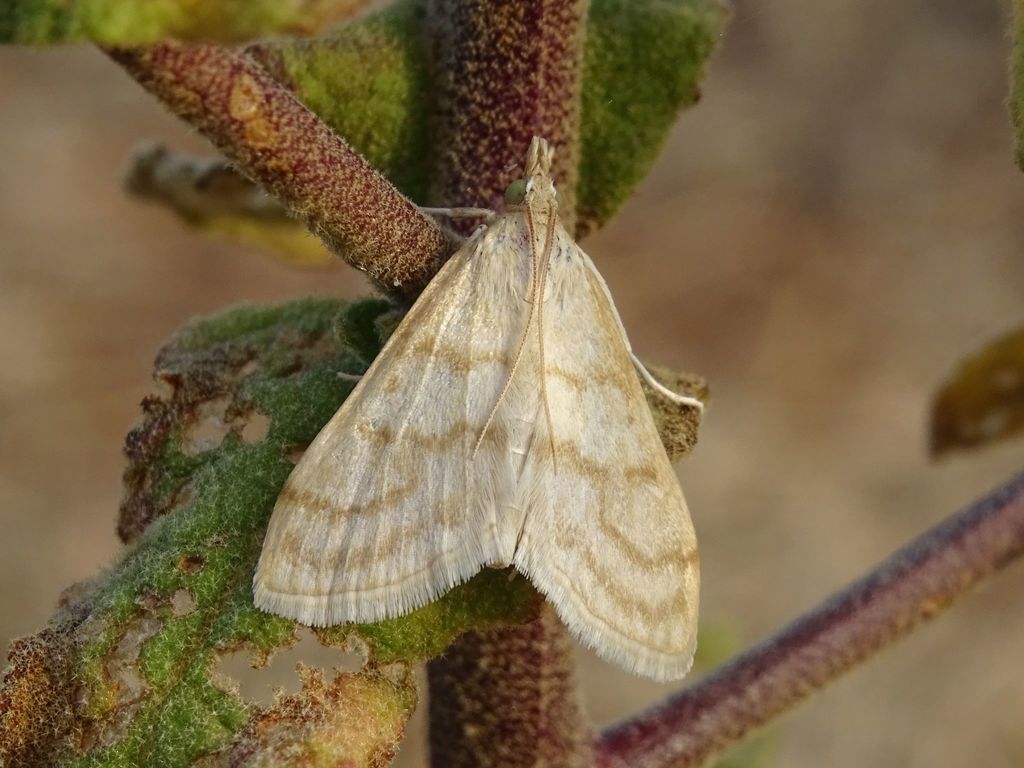 Scarce Straw Pearl
