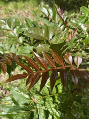 Ekebergia capensis