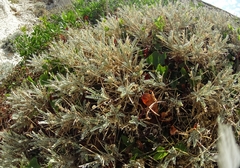 Astragalus tragacantha