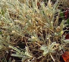 Astragalus tragacantha