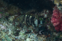 Cheilinus trilobatus