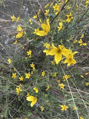Bidens serrulata