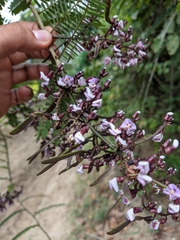 Machaerium microphyllum