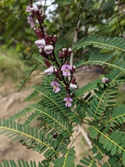 Machaerium microphyllum