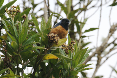 Conirostrum sitticolor