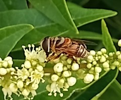 Palpada vinetorum