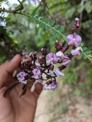 Machaerium microphyllum