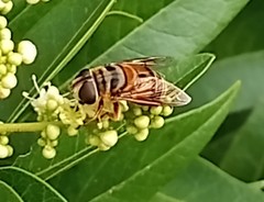 Palpada vinetorum
