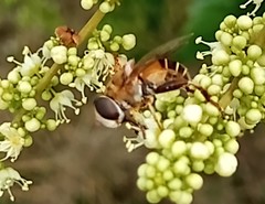 Palpada vinetorum