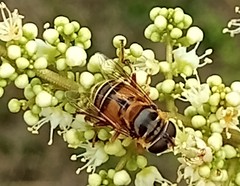 Palpada vinetorum