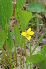 Viola vallicola