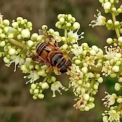Palpada vinetorum