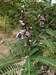 Machaerium microphyllum