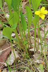 Viola vallicola