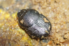 Onthophagus taurus