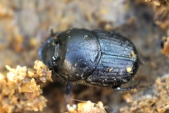 Onthophagus taurus