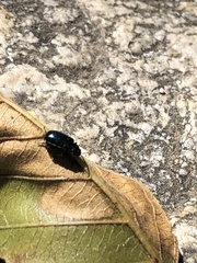 Chrysochus cobaltinus