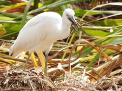 Little Blue Heron photo 3