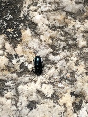 Chrysochus cobaltinus