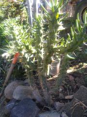 Austrocylindropuntia
