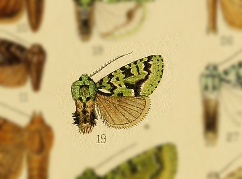 Diphtherocome metaphaea