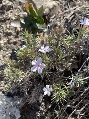 Phlox austromontana
