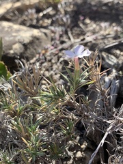 Phlox austromontana