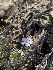 Phlox austromontana