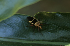 Zelurus circumcinctus