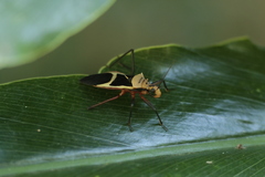 Zelurus circumcinctus