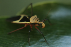 Zelurus circumcinctus