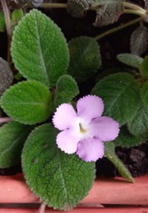 Episcia lilacina