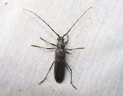 Knulliana cincta cincta