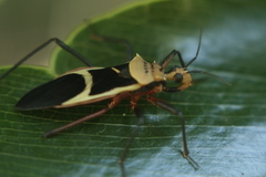 Zelurus circumcinctus