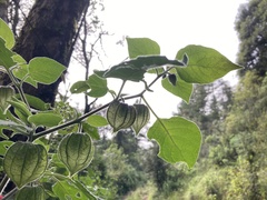 Physalis chenopodifolia