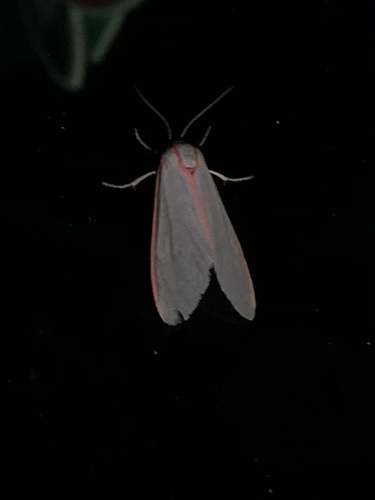 Sprague's Pygarctia photo 4