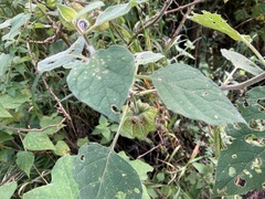 Physalis chenopodifolia