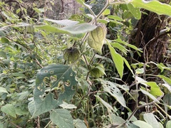 Physalis chenopodifolia