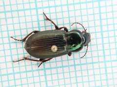 Harpalus distinguendus