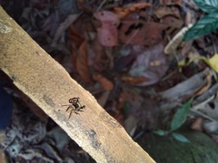Kalcerrytus