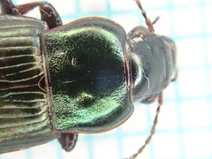 Harpalus distinguendus