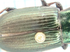 Harpalus distinguendus