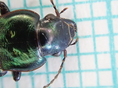 Harpalus distinguendus