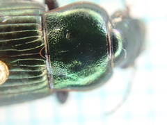 Harpalus distinguendus