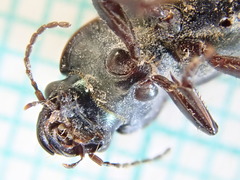 Harpalus distinguendus