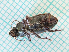 Harpalus distinguendus