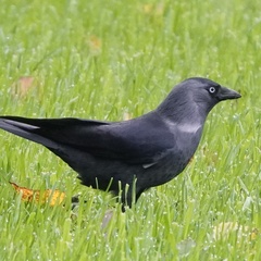 Corvus monedula